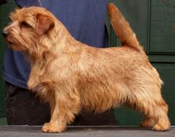 Norfolk Terrier: Red Pepper Apple Jack Special