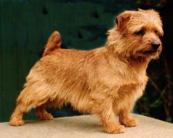 Norfolk Terrier: Red Pepper Krambambuli
