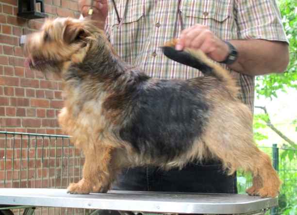 Norfolk Terrier: Red Cherubim's Indian Skimmer