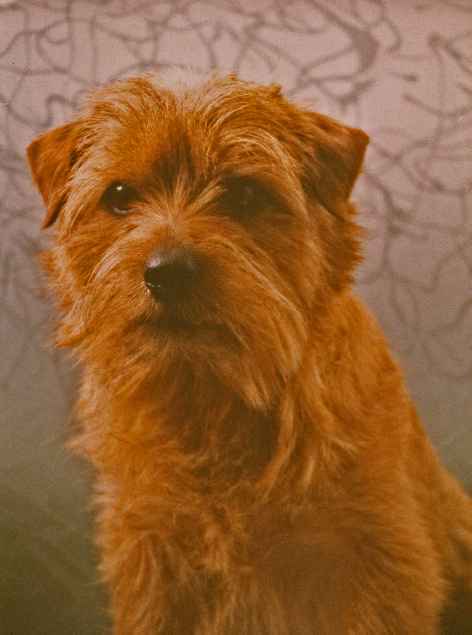 Norfolk Terrier: Red Pepper Mick