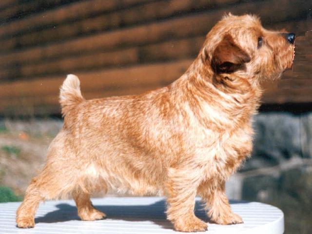 Norfolk Terrier: Redriff Cat's-Paw