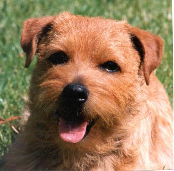 Norfolk Terrier: Redriff Pooh For Short