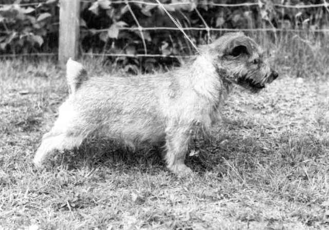 Norfolk Terrier: Redriff Shirley-Poppy