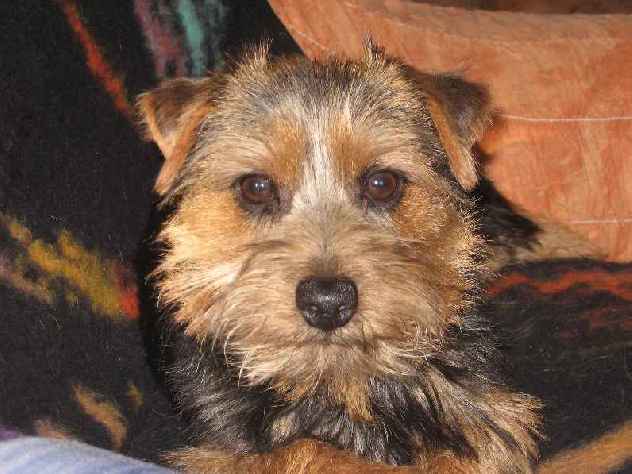 Norfolk Terrier: Reyka of Kimi od Spešovské skály