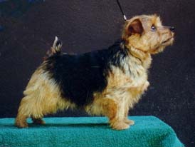 Norfolk Terrier: Richell Fire Water
