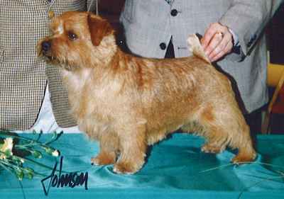 Norfolk Terrier: Rosara Love me do at Jaeva