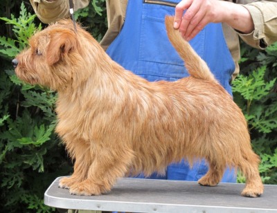 Norfolk Terrier: R U kidding me Johnowen