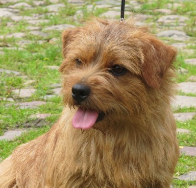 Norfolk Terrier: R U kidding me Johnowen