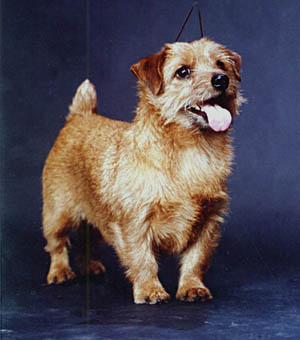 Norfolk Terrier: Sandemars Wee Flame