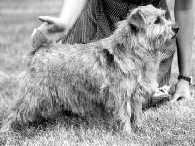 Norfolk Terrier: Sandemars Wee Teeny