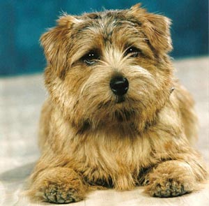 Norfolk Terrier: Sunrose Let's Twist Again