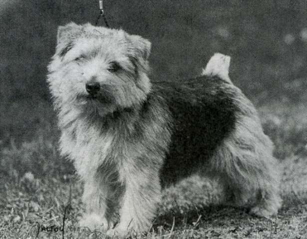 Norfolk Terrier: The Buccaneer at Jaeva