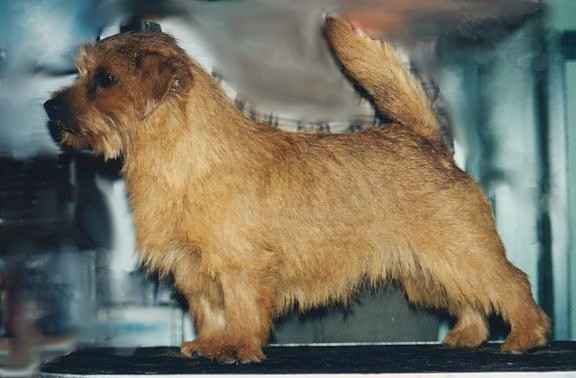 Norfolk Terrier: Tjeps Red Lord Paston