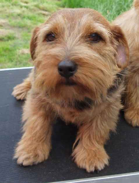 Norfolk Terrier: vanity fair of anglian heights