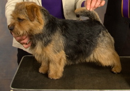 Norfolk Terrier: Watercroft Hot News