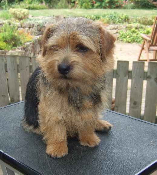 Norfolk Terrier: Watercroft Hot News