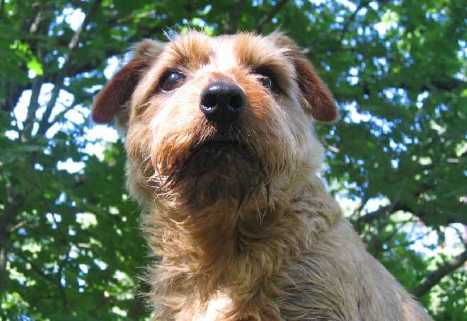 Norfolk Terrier: Wicklewood's Beat It